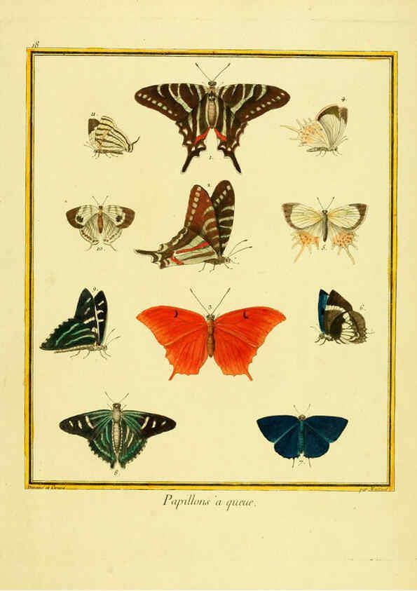 Reproducción/Reproduction 6008639057: Planches enluminées d'histoire naturelle t.1 Paris? :s.n.,1765-1783? 