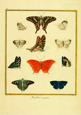 Reproducción/Reproduction 6008639057: Planches enluminées d'histoire naturelle t.1 Paris? :s.n.,1765-1783? 