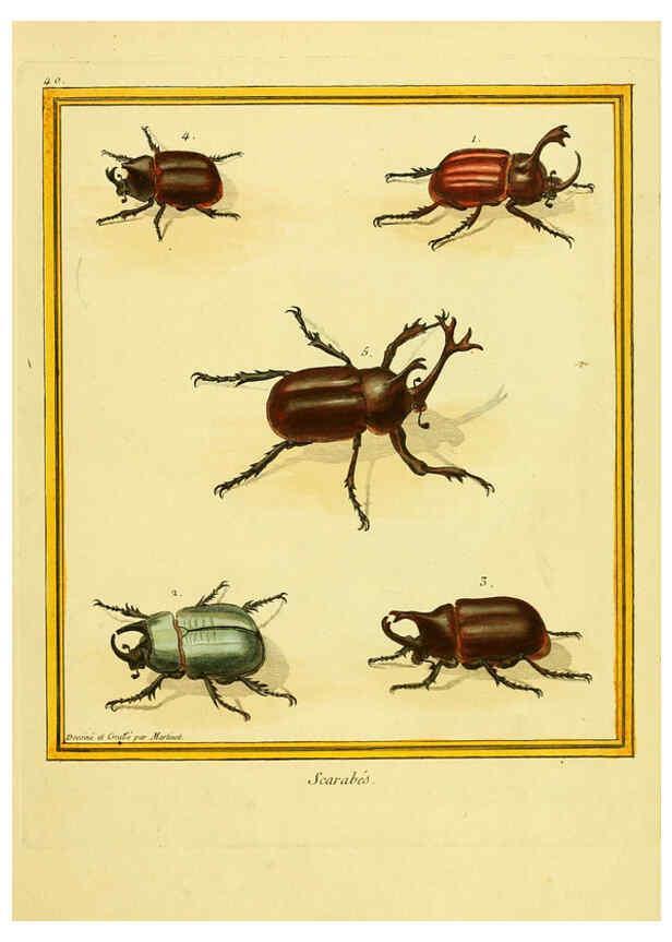 Reproducción/Reproduction 6009193742: Planches enluminées d'histoire naturelle t.1 Paris? :s.n.,1765-1783? 