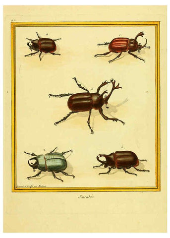 Reproducción/Reproduction 6009193742: Planches enluminées d'histoire naturelle t.1 Paris? :s.n.,1765-1783? 