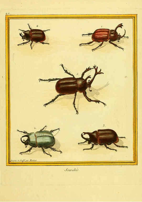 Reproducción/Reproduction 6009193742: Planches enluminées d'histoire naturelle t.1 Paris? :s.n.,1765-1783? 