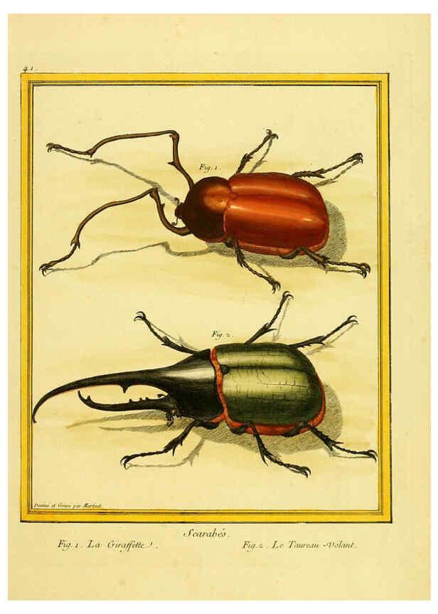 Reproducción/Reproduction 6008644727: Planches enluminées d'histoire naturelle t.1 Paris? :s.n.,1765-1783? 