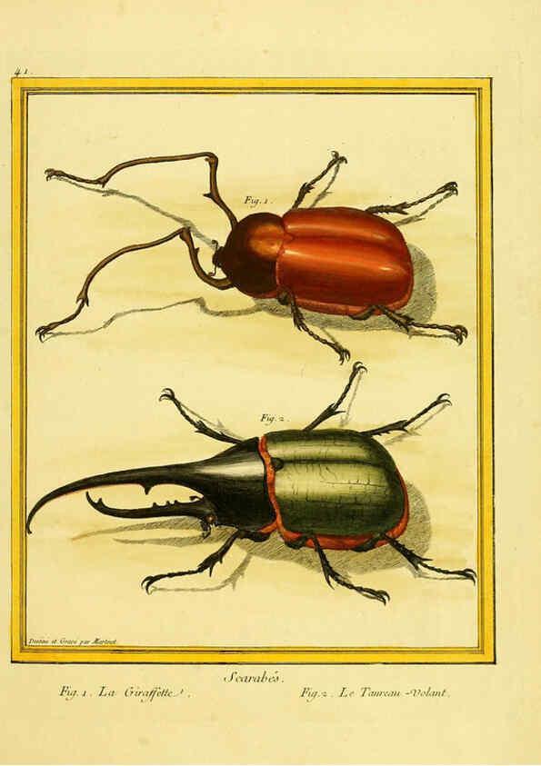 Reproducción/Reproduction 6008644727: Planches enluminées d'histoire naturelle t.1 Paris? :s.n.,1765-1783? 
