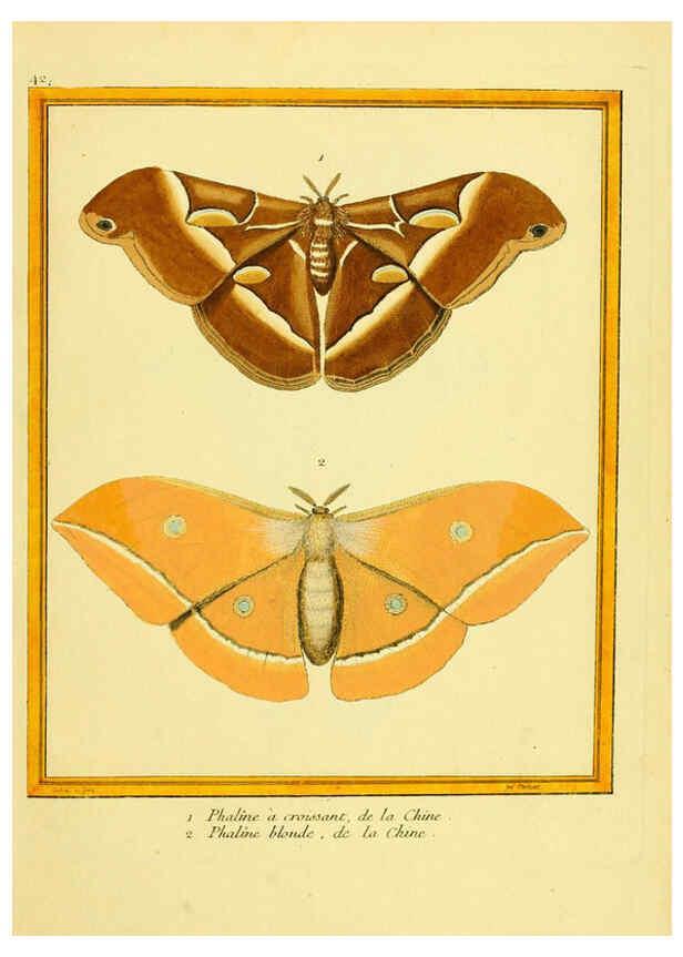 Reproducción/Reproduction 6008645037: Planches enluminées d'histoire naturelle t.1 Paris? :s.n.,1765-1783? 