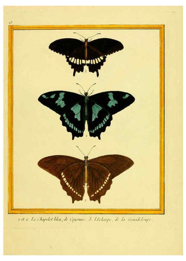 Reproducción/Reproduction 6009194556: Planches enluminées d'histoire naturelle t.1 Paris? :s.n.,1765-1783? 