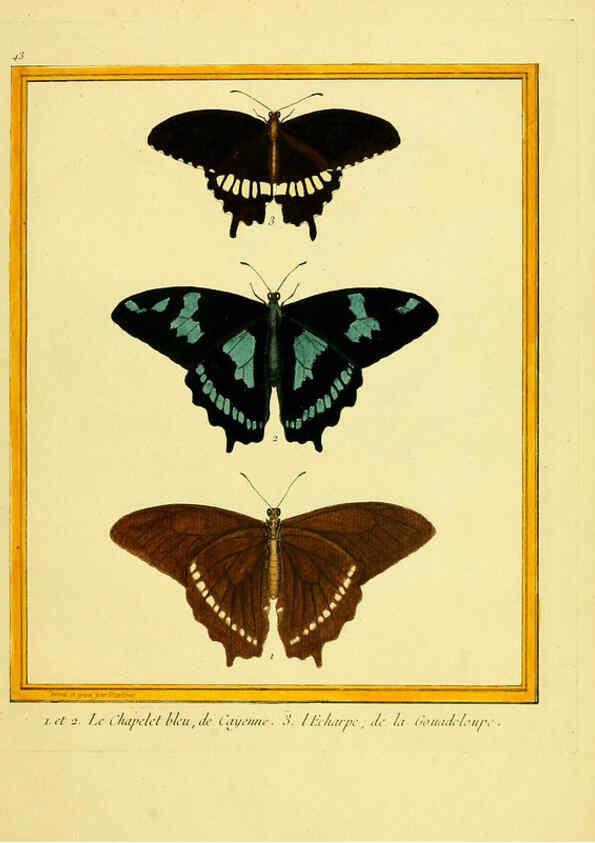 Reproducción/Reproduction 6009194556: Planches enluminées d'histoire naturelle t.1 Paris? :s.n.,1765-1783? 