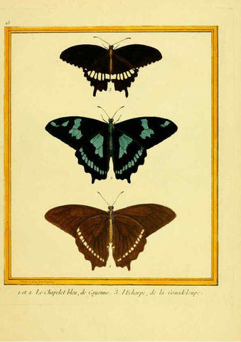 Reproducción/Reproduction 6009194556: Planches enluminées d'histoire naturelle t.1 Paris? :s.n.,1765-1783? 