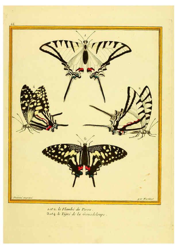 Reproducción/Reproduction 6009194888: Planches enluminées d'histoire naturelle t.1 Paris? :s.n.,1765-1783? 