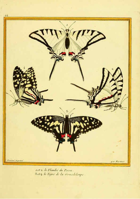 Reproducción/Reproduction 6009194888: Planches enluminées d'histoire naturelle t.1 Paris? :s.n.,1765-1783? 