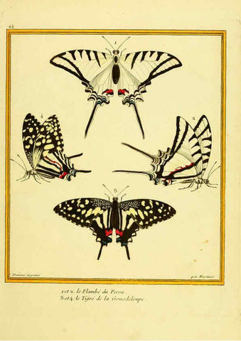 Reproducción/Reproduction 6009194888: Planches enluminées d'histoire naturelle t.1 Paris? :s.n.,1765-1783? 