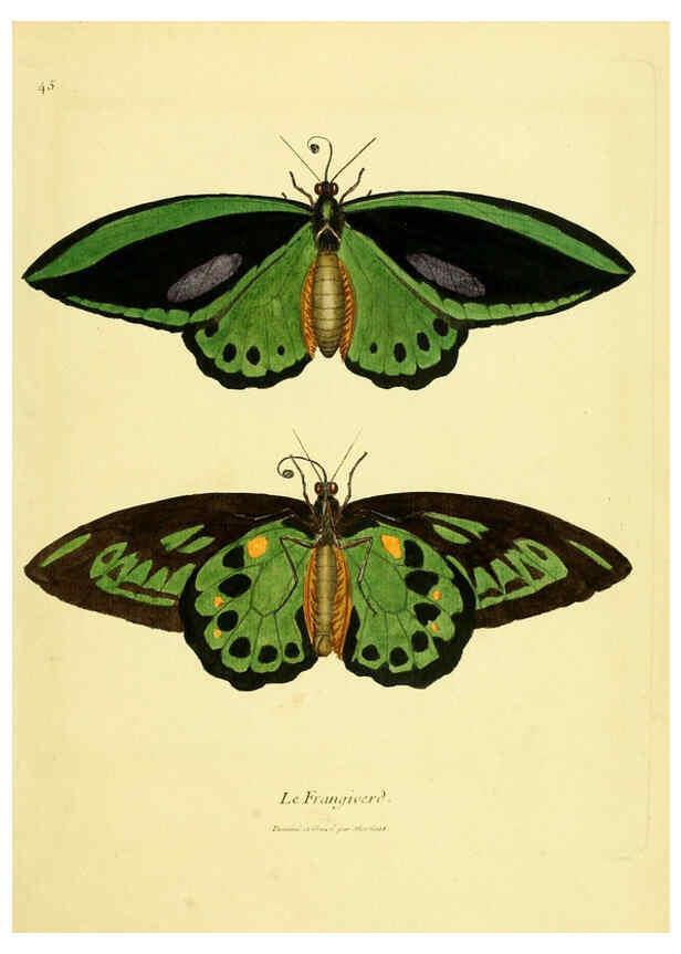 Reproducción/Reproduction 6008646039: Planches enluminées d'histoire naturelle t.1 Paris? :s.n.,1765-1783? 