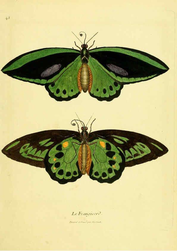 Reproducción/Reproduction 6008646039: Planches enluminées d'histoire naturelle t.1 Paris? :s.n.,1765-1783? 