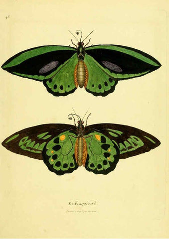 Reproducción/Reproduction 6008646039: Planches enluminées d'histoire naturelle t.1 Paris? :s.n.,1765-1783? 