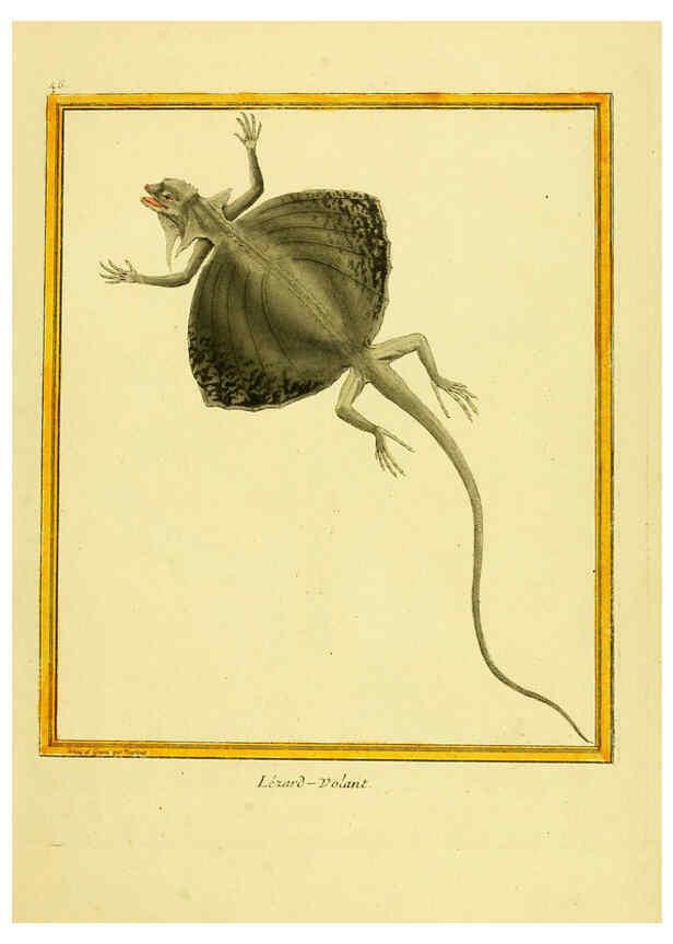 Reproducción/Reproduction 6008646311: Planches enluminées d'histoire naturelle t.1 Paris? :s.n.,1765-1783? 