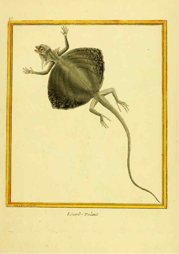 Reproducción/Reproduction 6008646311: Planches enluminées d'histoire naturelle t.1 Paris? :s.n.,1765-1783? 