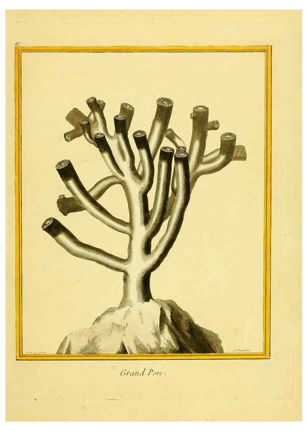 Reproducción/Reproduction 6008646491: Planches enluminées d'histoire naturelle t.1 Paris? :s.n.,1765-1783? 