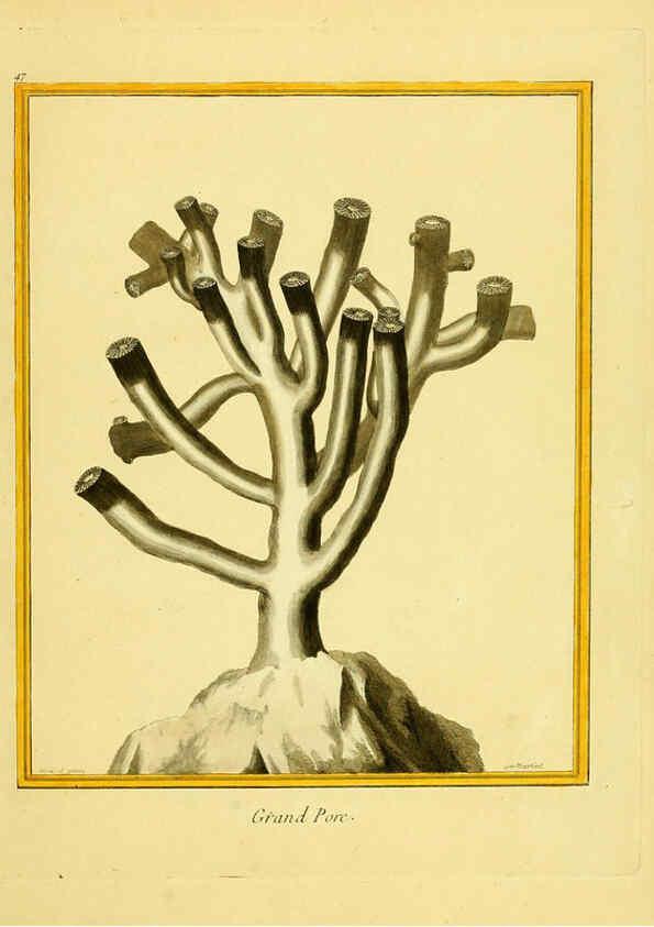 Reproducción/Reproduction 6008646491: Planches enluminées d'histoire naturelle t.1 Paris? :s.n.,1765-1783? 