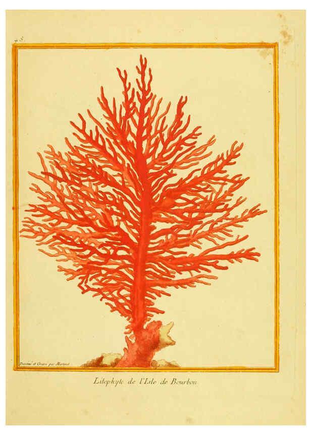 Reproducción/Reproduction 6008646701: Planches enluminées d'histoire naturelle t.1 Paris? :s.n.,1765-1783? 