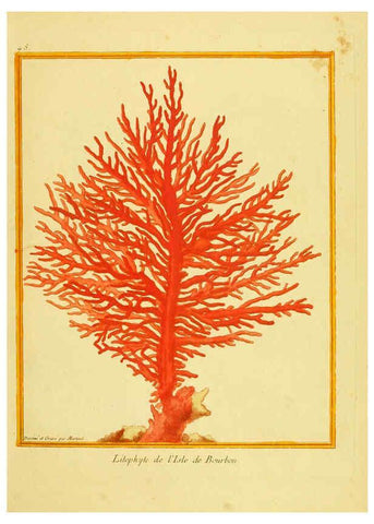 Reproducción/Reproduction 6008646701: Planches enluminées d'histoire naturelle t.1 Paris? :s.n.,1765-1783? 