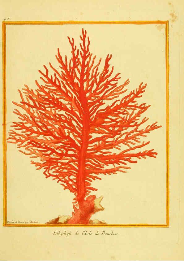 Reproducción/Reproduction 6008646701: Planches enluminées d'histoire naturelle t.1 Paris? :s.n.,1765-1783? 