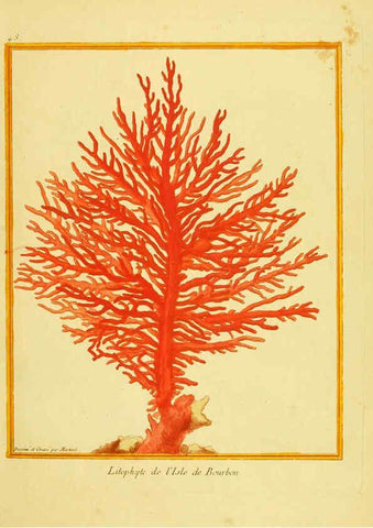 Reproducción/Reproduction 6008646701: Planches enluminées d'histoire naturelle t.1 Paris? :s.n.,1765-1783? 