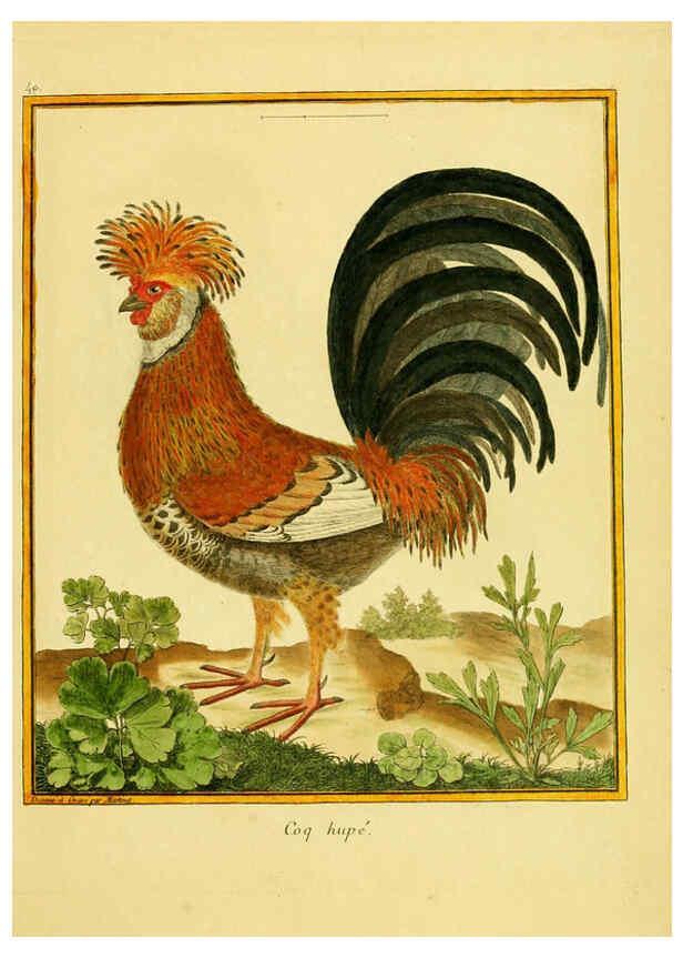 Reproducción/Reproduction 6008647017: Planches enluminées d'histoire naturelle t.1 Paris? :s.n.,1765-1783? 