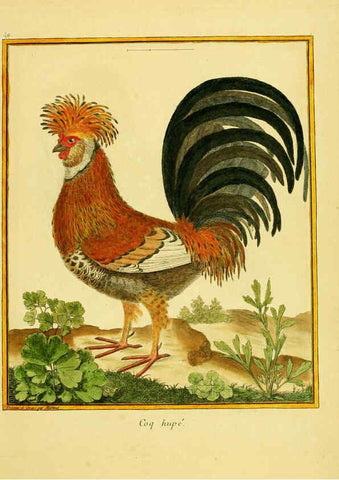 Reproducción/Reproduction 6008647017: Planches enluminées d'histoire naturelle t.1 Paris? :s.n.,1765-1783? 