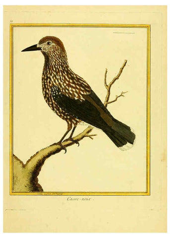 Reproducción/Reproduction 6008647247: Planches enluminées d'histoire naturelle t.1 Paris? :s.n.,1765-1783? 