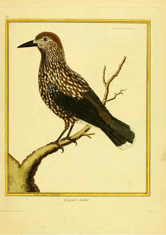 Reproducción/Reproduction 6008647247: Planches enluminées d'histoire naturelle t.1 Paris? :s.n.,1765-1783? 