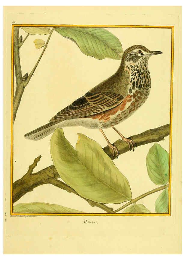 Reproducción/Reproduction 6008647445: Planches enluminées d'histoire naturelle t.1 Paris? :s.n.,1765-1783? 