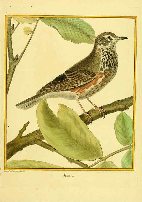 Reproducción/Reproduction 6008647445: Planches enluminées d'histoire naturelle t.1 Paris? :s.n.,1765-1783? 