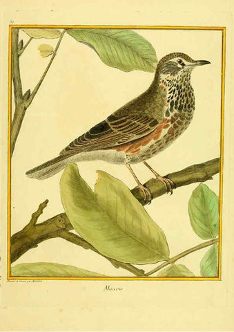 Reproducción/Reproduction 6008647445: Planches enluminées d'histoire naturelle t.1 Paris? :s.n.,1765-1783? 