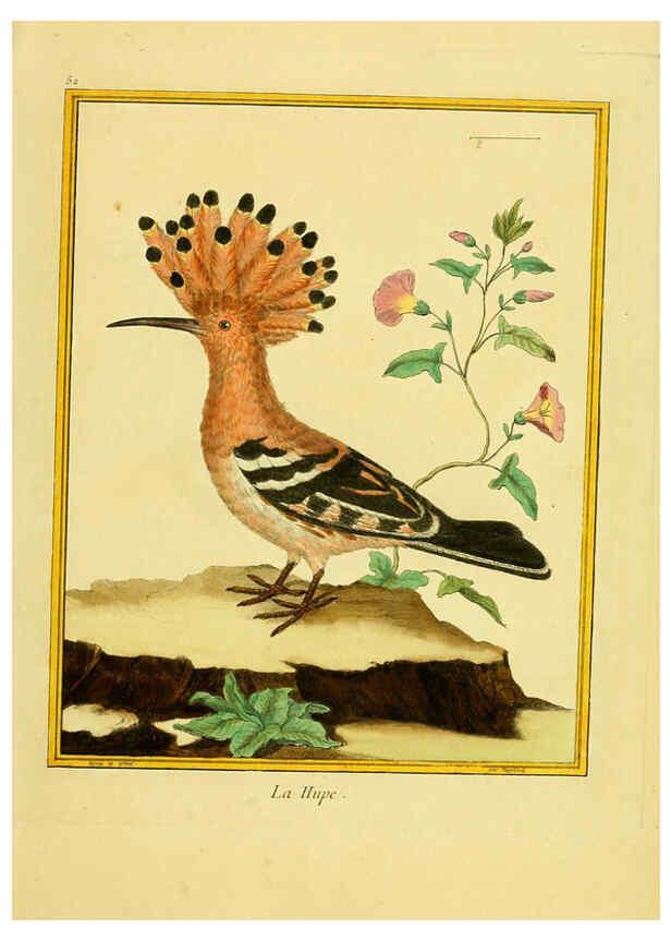 Reproducción/Reproduction 6008647765: Planches enluminées d'histoire naturelle t.1 Paris? :s.n.,1765-1783? 