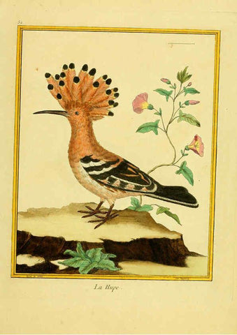 Reproducción/Reproduction 6008647765: Planches enluminées d'histoire naturelle t.1 Paris? :s.n.,1765-1783? 