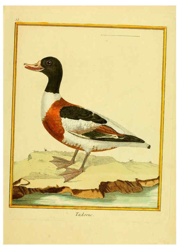 Reproducción/Reproduction 6008647967: Planches enluminées d'histoire naturelle t.1 Paris? :s.n.,1765-1783? 