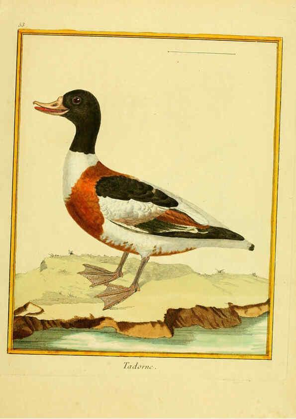Reproducción/Reproduction 6008647967: Planches enluminées d'histoire naturelle t.1 Paris? :s.n.,1765-1783? 