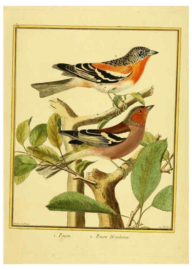 Reproducción/Reproduction 6008648281: Planches enluminées d'histoire naturelle t.1 Paris? :s.n.,1765-1783? 