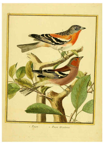 Reproducción/Reproduction 6008648281: Planches enluminées d'histoire naturelle t.1 Paris? :s.n.,1765-1783? 