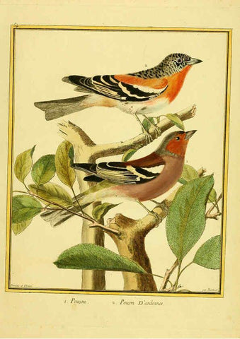 Reproducción/Reproduction 6008648281: Planches enluminées d'histoire naturelle t.1 Paris? :s.n.,1765-1783? 