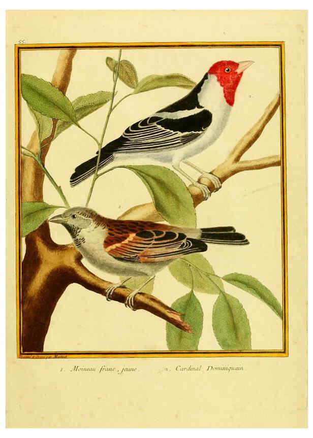 Reproducción/Reproduction 6008648517: Planches enluminées d'histoire naturelle t.1 Paris? :s.n.,1765-1783? 