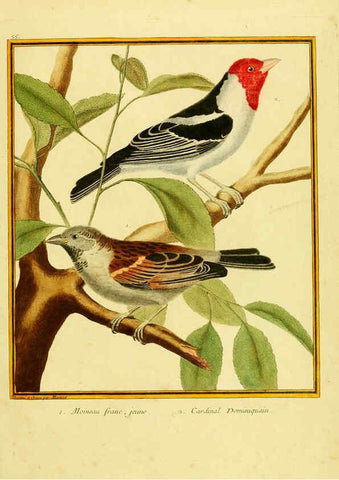 Reproducción/Reproduction 6008648517: Planches enluminées d'histoire naturelle t.1 Paris? :s.n.,1765-1783? 