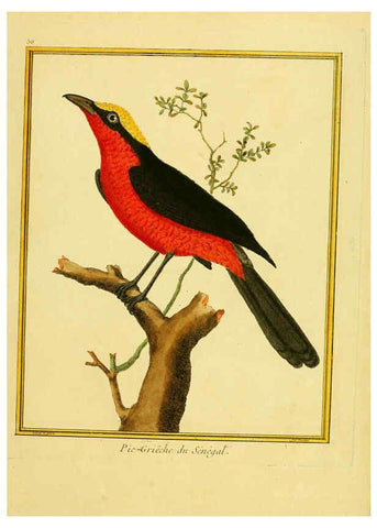 Reproducción/Reproduction 6008648729: Planches enluminées d'histoire naturelle t.1 Paris? :s.n.,1765-1783? 