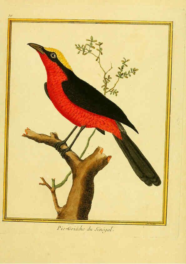 Reproducción/Reproduction 6008648729: Planches enluminées d'histoire naturelle t.1 Paris? :s.n.,1765-1783? 
