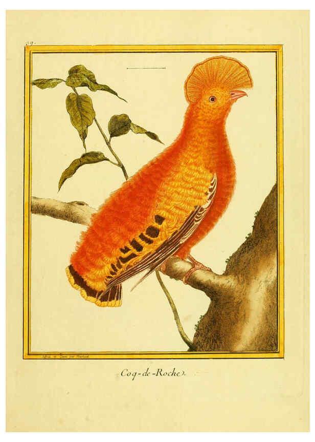 Reproducción/Reproduction 6009193460: Planches enluminées d'histoire naturelle t.1 Paris? :s.n.,1765-1783? 