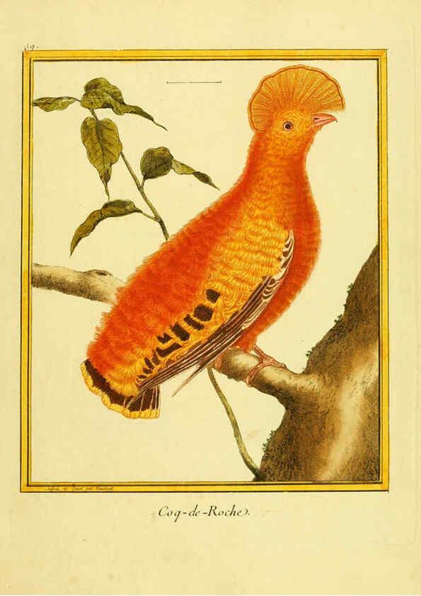 Reproducción/Reproduction 6009193460: Planches enluminées d'histoire naturelle t.1 Paris? :s.n.,1765-1783? 