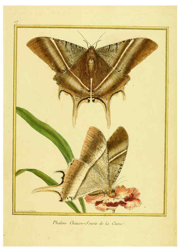 Reproducción/Reproduction 6008638839: Planches enluminées d'histoire naturelle t.1 Paris? :s.n.,1765-1783? 