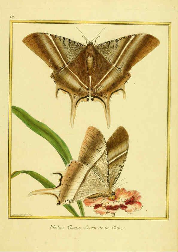 Reproducción/Reproduction 6008638839: Planches enluminées d'histoire naturelle t.1 Paris? :s.n.,1765-1783? 