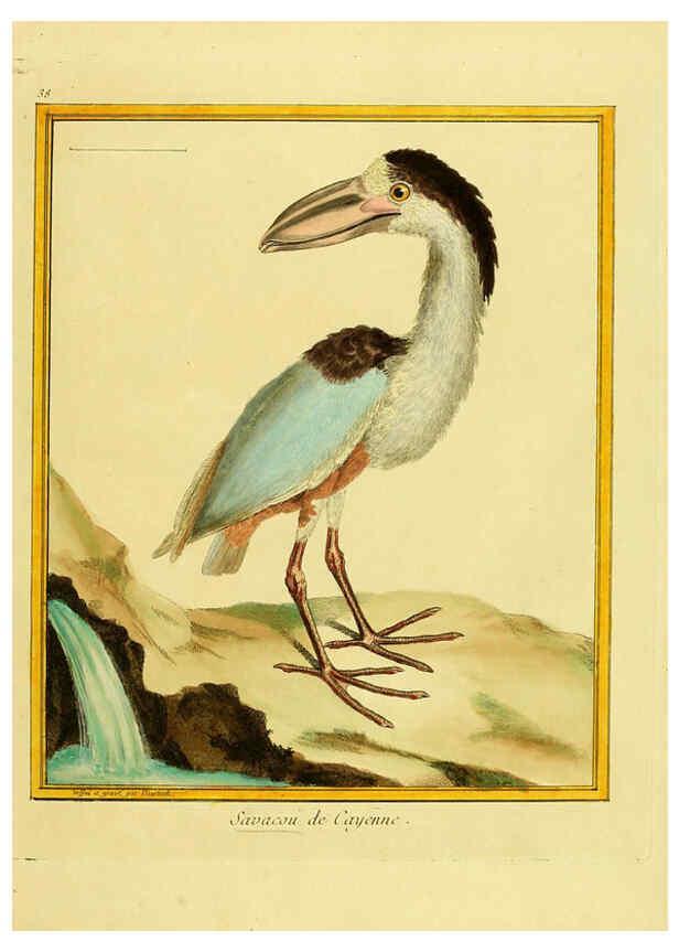 Reproducción/Reproduction 6008644003: Planches enluminées d'histoire naturelle t.1 Paris? :s.n.,1765-1783? 