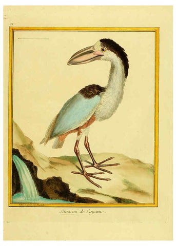 Reproducción/Reproduction 6008644003: Planches enluminées d'histoire naturelle t.1 Paris? :s.n.,1765-1783? 