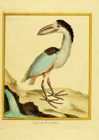 Reproducción/Reproduction 6008644003: Planches enluminées d'histoire naturelle t.1 Paris? :s.n.,1765-1783? 